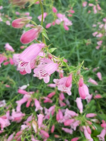 Penstemon hybride 'Evelyn'