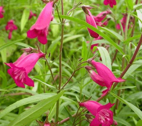 Penstemon hybride 'Garnet'