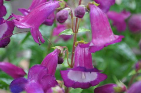 Penstemon hybride 'Purple Passion'