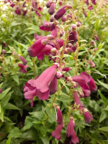 Penstemon hybride 'Raven'