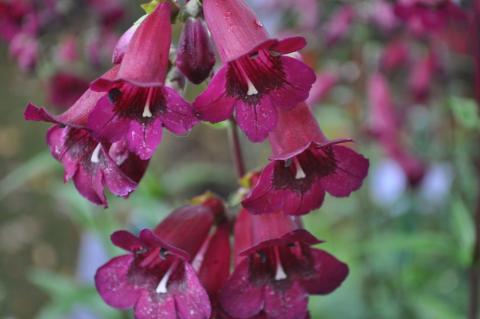 Penstemon hybride 'Rich Ruby'