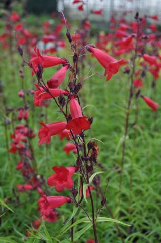 Penstemon hybride 'Schoenholzeri'