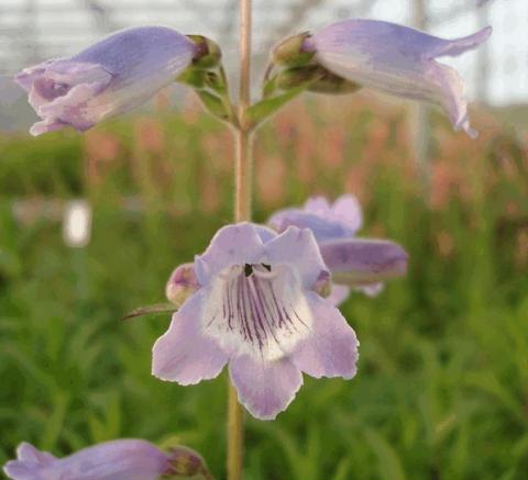 Penstemon hybride 'Sour Grapes'