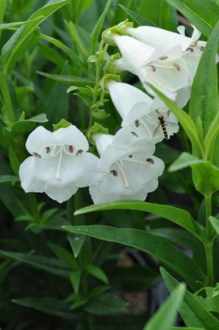 Penstemon hybride 'White Bedder'