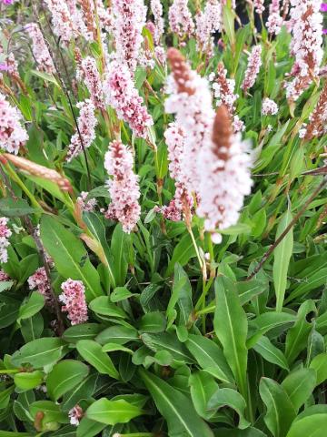 Persicaria affinis 'Donald Lowndes'