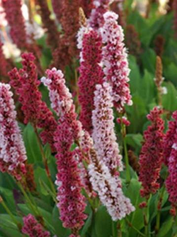 Persicaria affinis 'Kabouter'