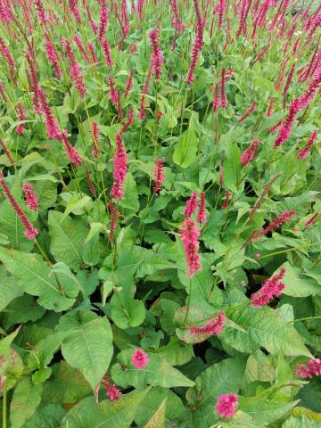 Persicaria amplexicaulis