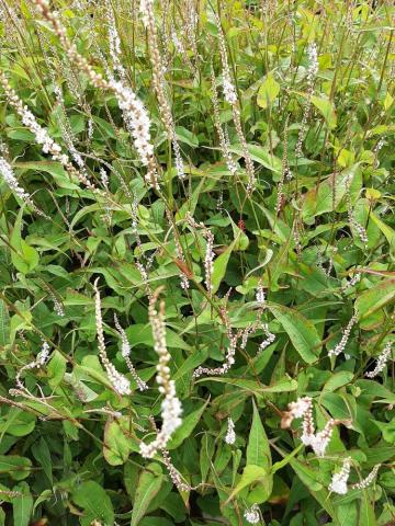 Persicaria amplexicaulis 'Alba'