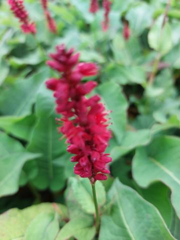 Persicaria amplexicaulis 'Blackfield' (PBR)