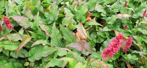 Persicaria amplexicaulis 'Delgado Macho' ®