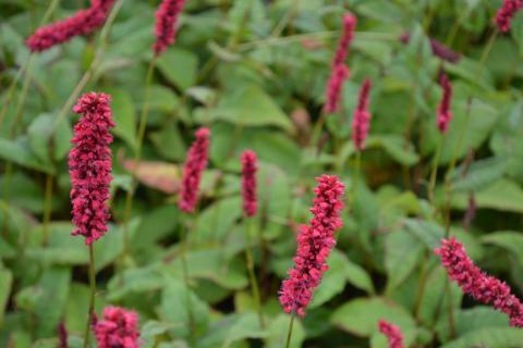 Persicaria amplexicaulis 'Fat Domino' ®