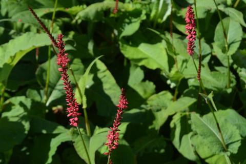 Persicaria amplexicaulis 'Firedance'