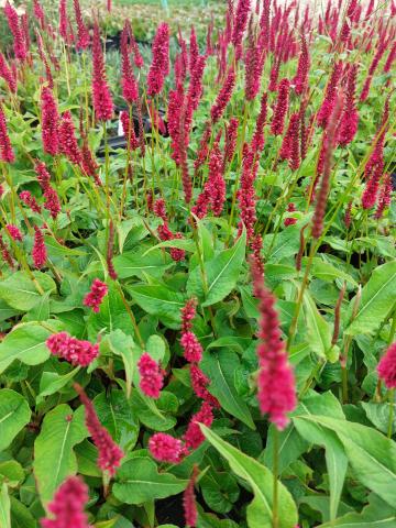 Persicaria amplexicaulis 'Finy Tiny'