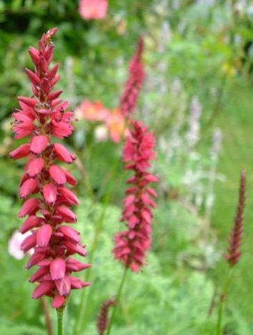 Persicaria amplexicaulis 'Inverleith'