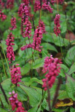 Persicaria amplexicaulis 'J.S. Caliente' ®