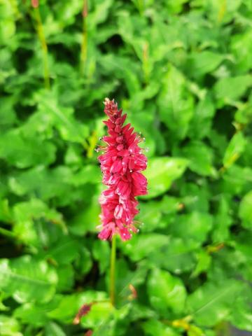 Persicaria amplexicaulis 'J.S. Calor' ®