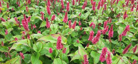 Persicaria amplexicaulis 'Lisan'