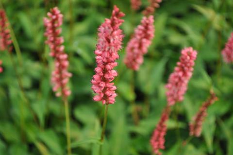 Persicaria amplexicaulis 'Orangofield' ®