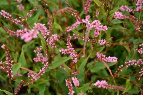 Persicaria amplexicaulis 'Pink Elephant' ®