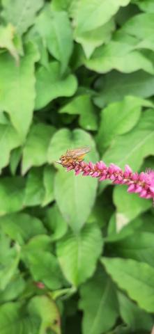 Persicaria amplexicaulis 'Pinkfield' ®