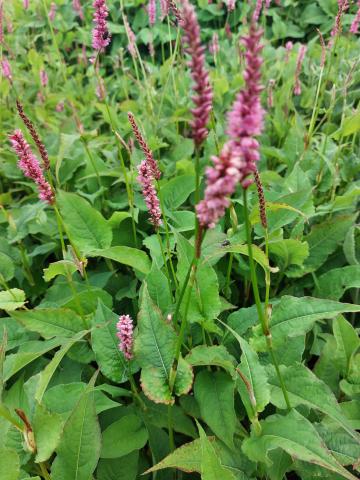 Persicaria amplexicaulis 'Pinkfield' ®