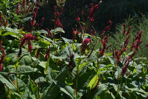 Persicaria amplexicaulis 'Red Baron'