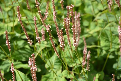 Persicaria amplexicaulis 'Rosea'