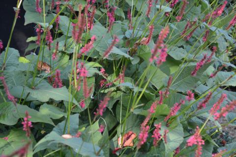 Persicaria amplexicaulis 'Speciosa'