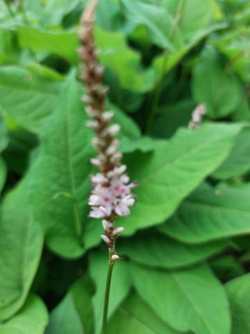 Persicaria amplexicaulis 'Pink Mist'