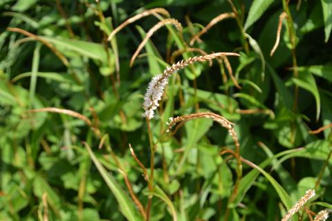 Persicaria amplexicaulis 'White Eastfield'