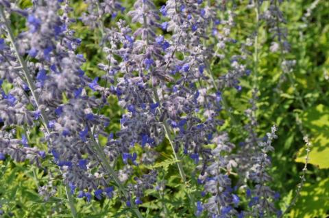 Perovskia atriplicifolia 'Lacey Blue ®