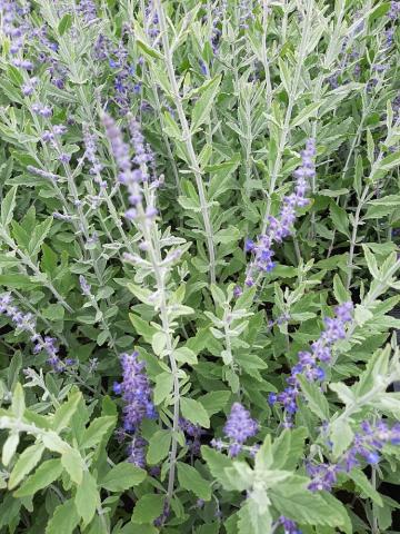 Perovskia atriplicifolia 'Little Spire' ®