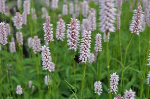 Bistorta officinalis (Persicaria)