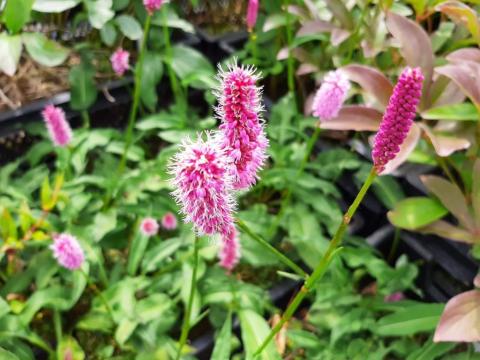 Persicaria bistorta 'Hohe Tatra'