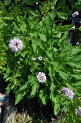 Persicaria bistorta 'Superba'