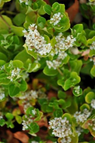 Persicaria hybride 'Kahil'