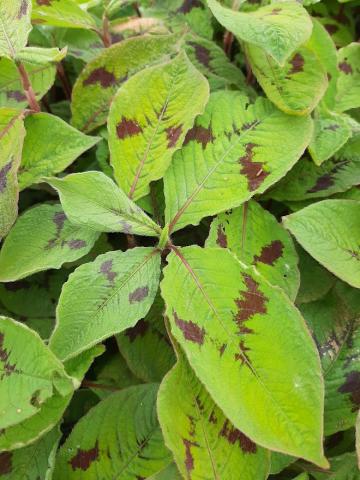 Persicaria filiformis