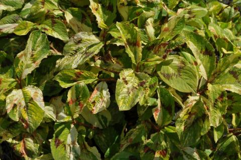 Persicaria filiformis 'Painter's Palette'