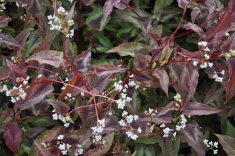 Persicaria microcephala 'Red Dragon'®