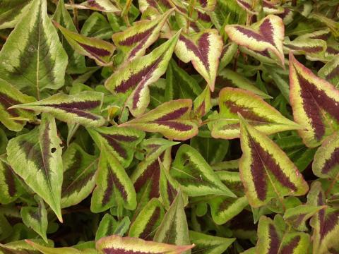 Persicaria microcephala 'Red Dragon'®