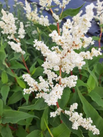 Persicaria polymorpha