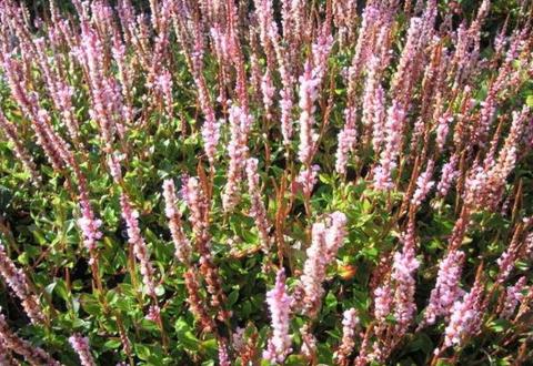 Persicaria vaccinifolium