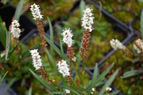 Persicaria vivipara