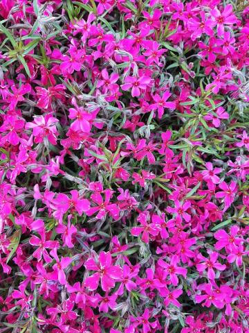 Phlox subulata 'Atropurpurea'