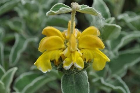 Phlomis crinita