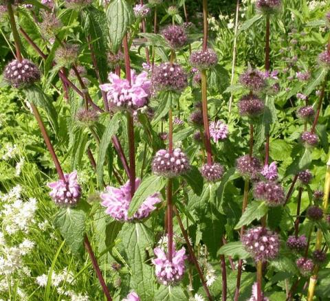 Phlomis tuberosa