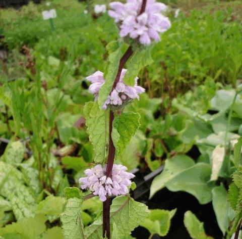 Phlomis tuberosa 'Amazona'