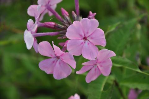 Phlox amplifolia 'Winnetou'