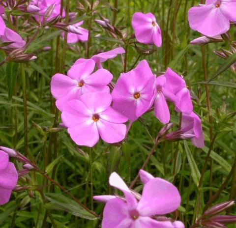 Phlox carolina 'Bill Baker'