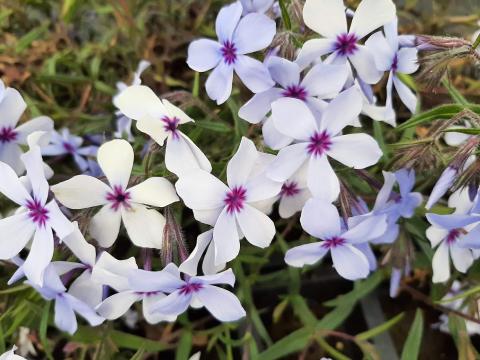 Phlox divaricata 'Chattahoochee'